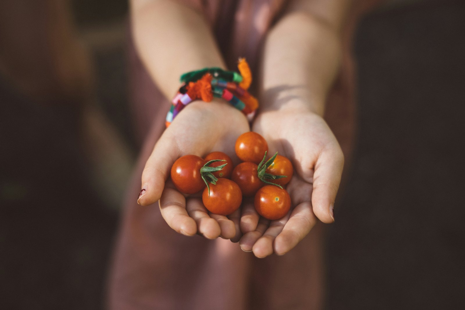 Two hands holding a few ripe cherry tomatoes